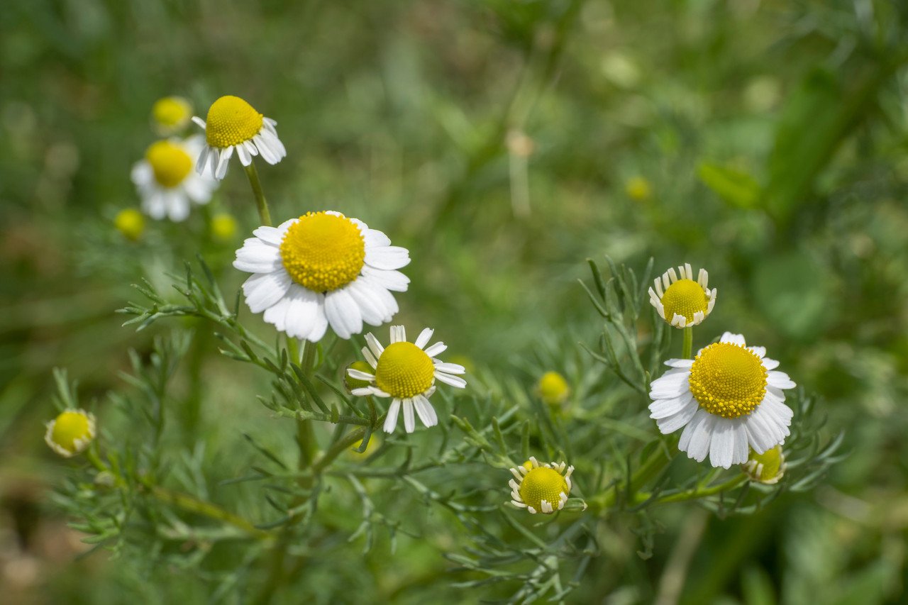 Chamomile
