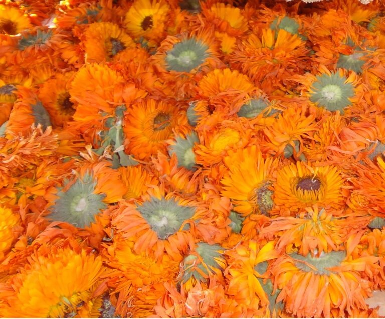 calendula