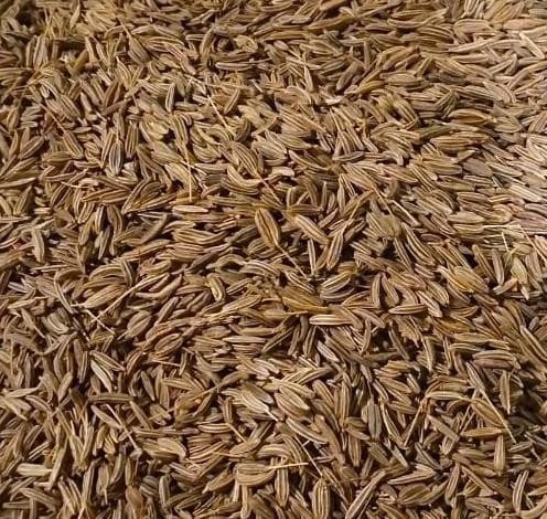 Caraway