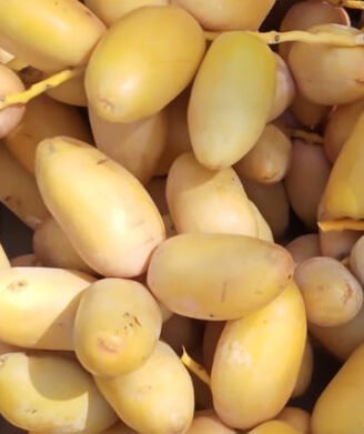 Fresh Samani Dates