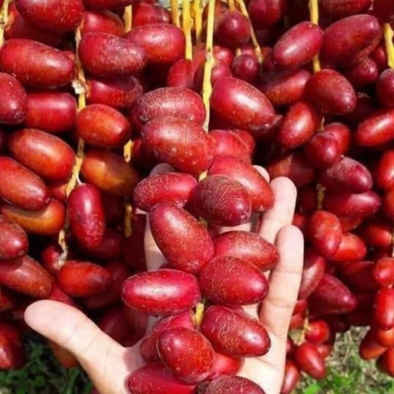 Fresh Zaghlol Dates