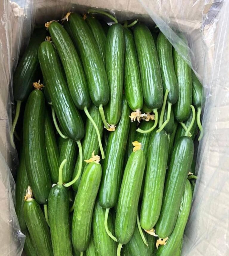 Cucumber